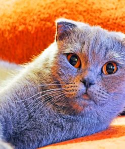 Scottish Fold Cat paint by numbers