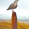 Seagull Bird paint by numbers