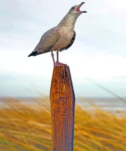 Seagull Bird paint by numbers