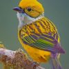 Silver Throated Tanager paint by numbers