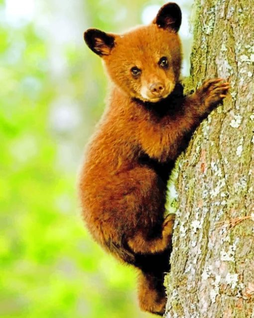 Small Bear On Tree paint by numbers