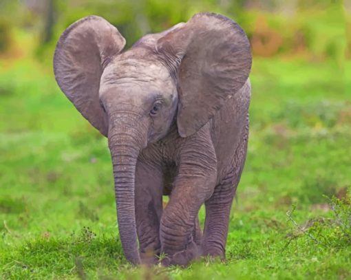 Small Elephant Calf paint by numbers