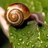 Snail On Wet Leaf paint by numbers