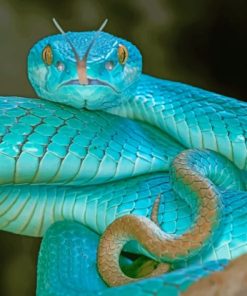 Snakes Vipera berus Light Blue Tongue paint by numbers