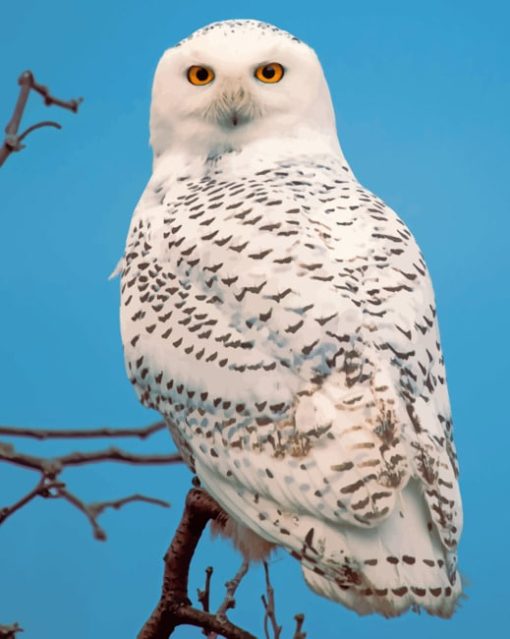 Snowy Owl Maine paint by numbers