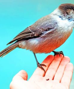 Sparrow Bird In Hand paint by numbers