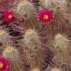 Spiky Cactus Paint By Numbers