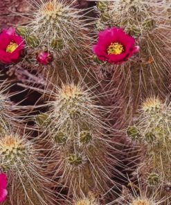 Spiky Cactus Paint By Numbers