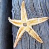 Starfish On Tree paint by numbers