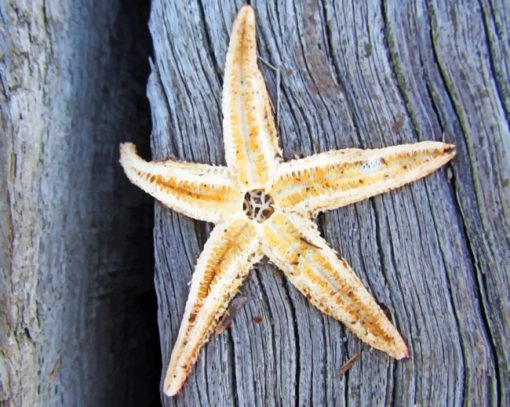 Starfish On Tree paint by numbers