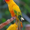 Sulphur Breasted Parakeet Parrot paint by numbers