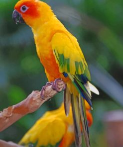 Sulphur Breasted Parakeet Parrot paint by numbers