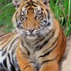 Sumatran Tiger paint by numbers