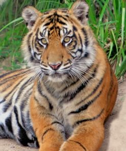 Sumatran Tiger paint by numbers