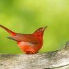 Summer Tanager On A Tree Stump paint by numbers