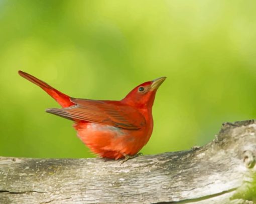 Summer Tanager On A Tree Stump paint by numbers