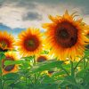 Sunflower Field Paint By Numbers