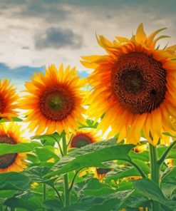 Sunflower Field Paint By Numbers