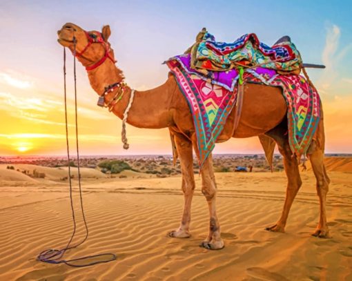 Sunset Camel Paint By Numbers