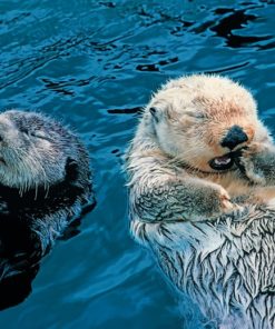 Swimming Otters Paint By Numbers