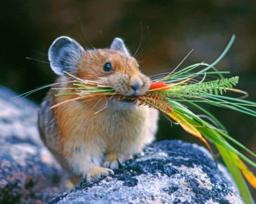 The Grass Mouse Paint By Numbers