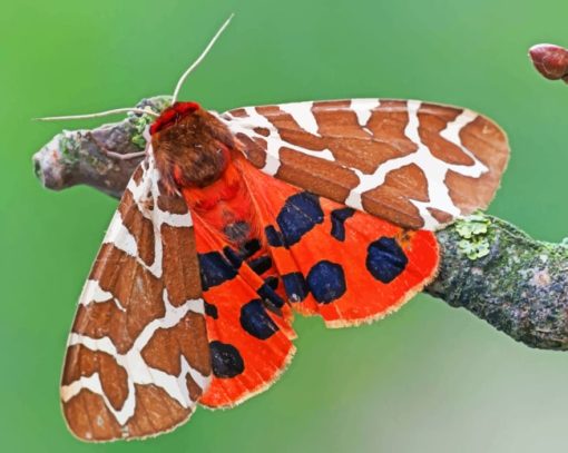 Tiger Moths Butterfly paint by numbers