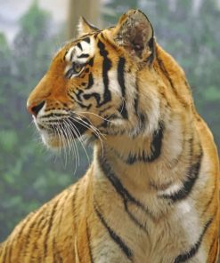 Tiger Portrait paint by numbers