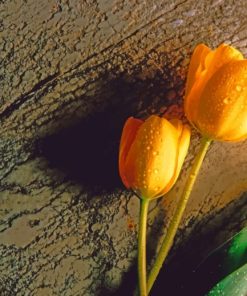 Tulip Flowers With Wet Drops paint by numbers