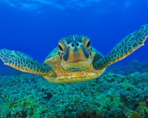 Under Water Swimming Turtle Paint By Numbers