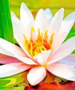 Water Lily Flower paint by numbers