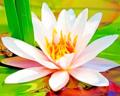 Water Lily Flower paint by numbers