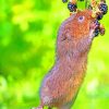 Water Rat Eating Blackberry paint by numbers