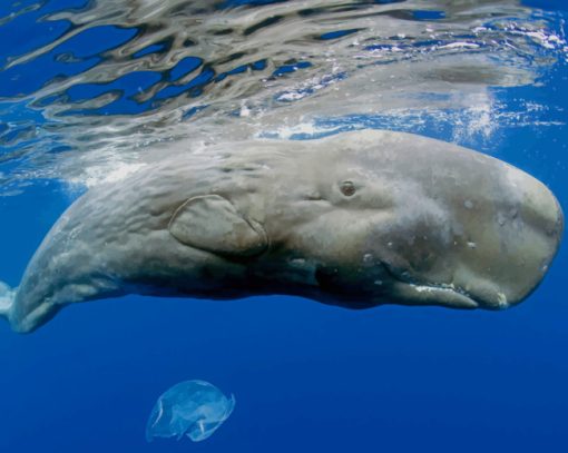 Whale In Ocean Water paint by numbers