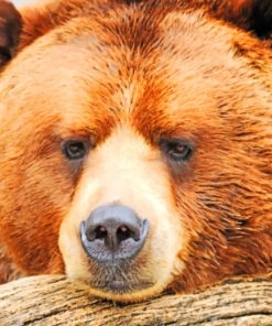 Wild Brown Bear paint by numbers