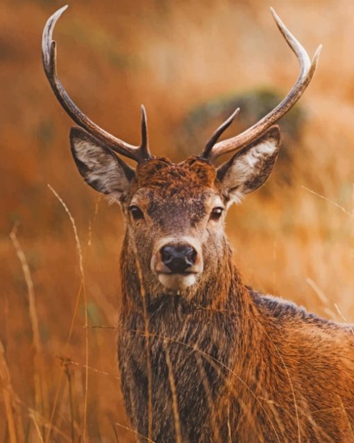 Wild Deer In Zoo paint by numbers