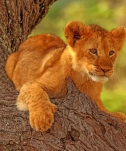 Wild Lion Cub paint by numbers