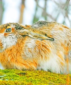 Wild Rabbit Species paint by numbers