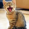 Yawning Cat