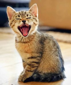 Yawning Cat