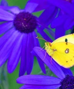 Yellow Butterfly On Purple Flowers Paint By Numbers