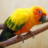 Yellow Parrot Paint By Numbers