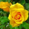 Yellow Roses Blooms paint by numbers