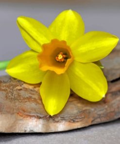 Yellow Single Daffodil Flower paint by numbers