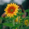 Yellow Sunflower Plant paint by numbers