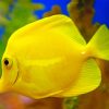 Yellow Tang Fish paint by numbers