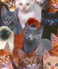 A Group Of Cats Closeup paint by numbers