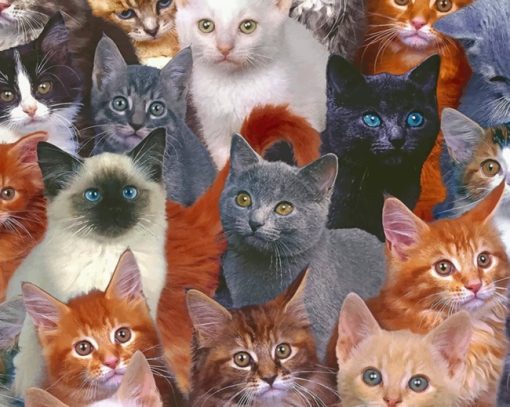 A Group Of Cats Closeup paint by numbers