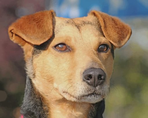 Adult Australian Kelpie Black And Tan Dog paint by numbers