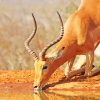 African Impala Drinking Water paint by numbers