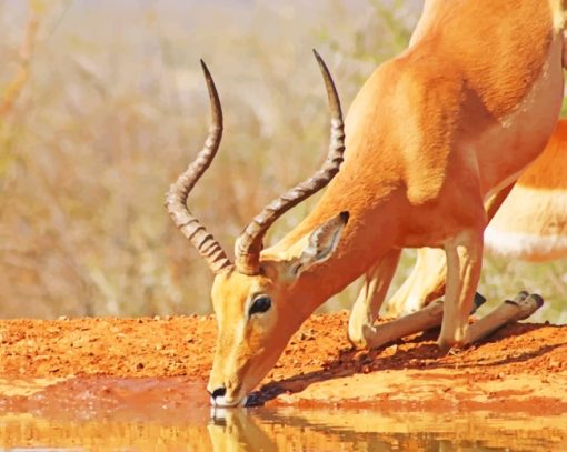 African Impala Drinking Water paint by numbers